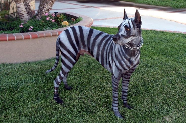 Zebra Great Dane Costume
