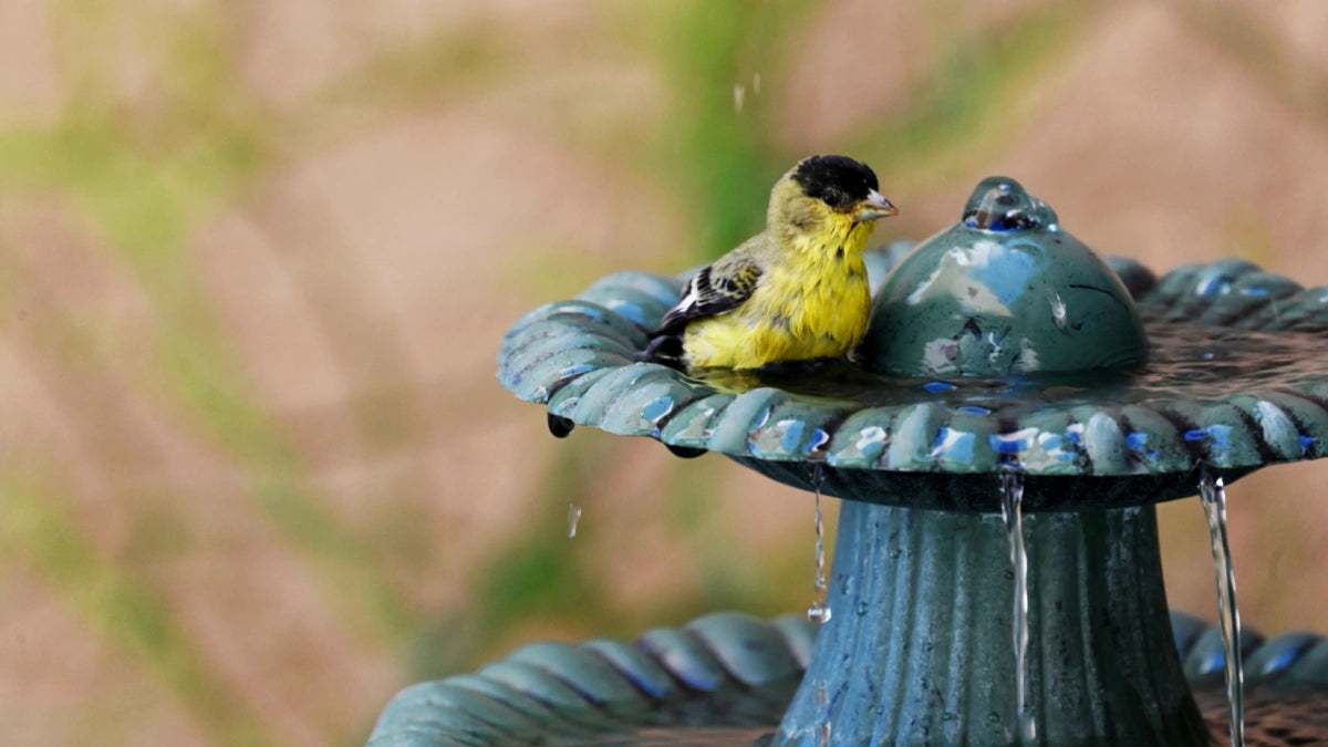 For tiny patios & bird-watching