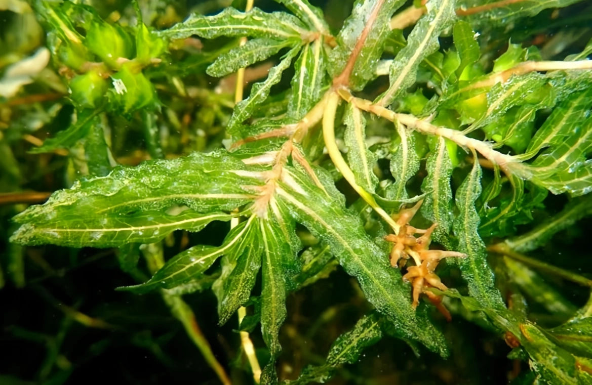 Potamogeton crispus