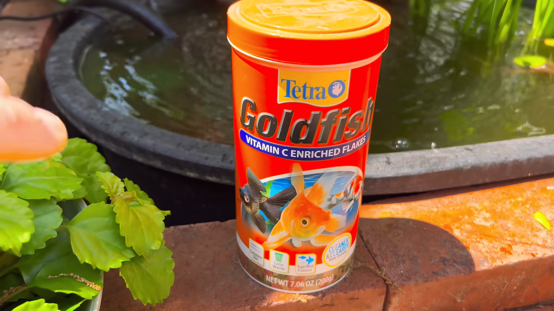 Choosing the Right Feed for Pond Goldfish