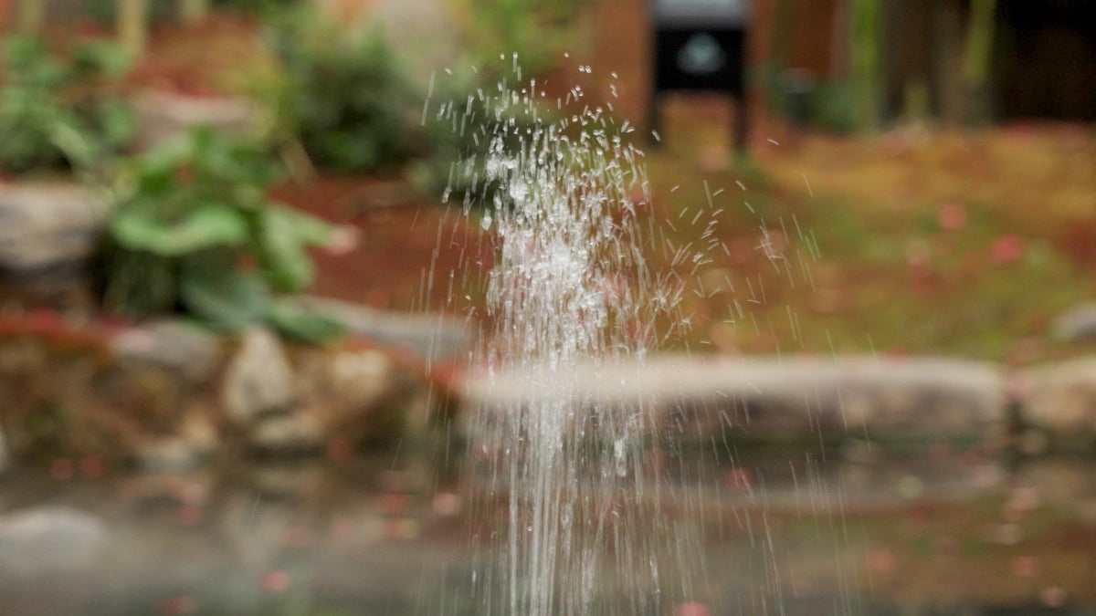 Water is drawn from the pond