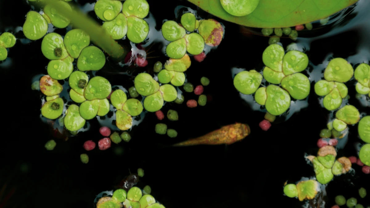 duckweed