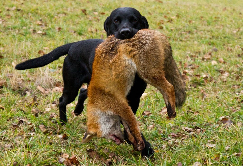 Labrador Retriever apportiert erlegten Fuchs