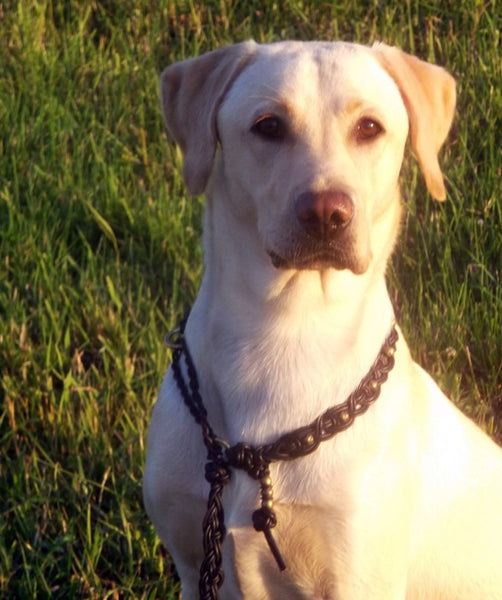 Katrine, Labrador Retriever Hündin aus Aberdeenshire in Schottland veränderte nachhaltig das Leben ihres Frauchens