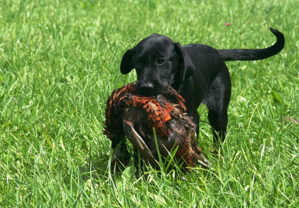 Labrador Retriever Welpe Lesser Burdock Dundee mit Fasan