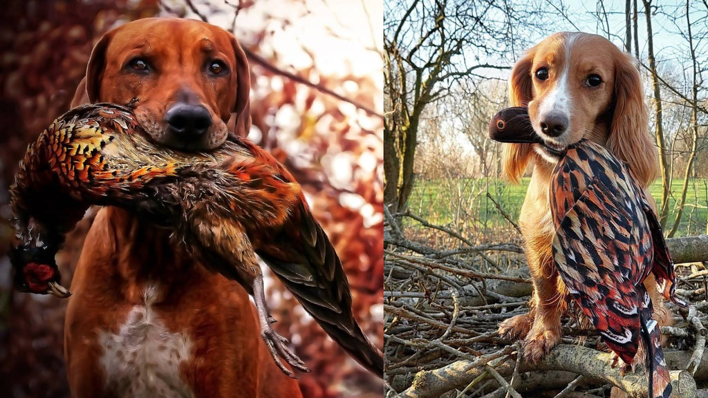 Vergleich Federmuster Fasan Hahn mit dead bird Wildvogelattrappe von Dog&Field
