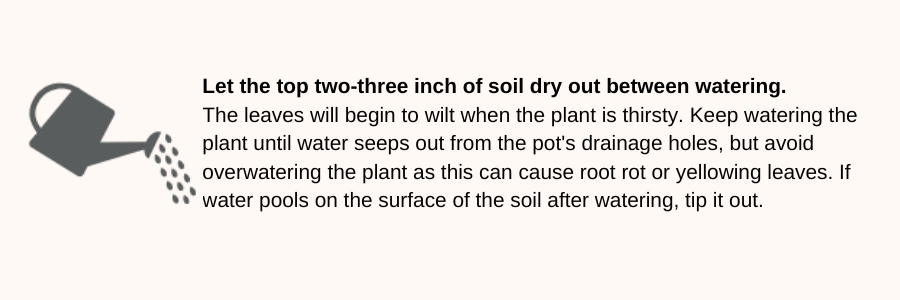 Hidden Seed Care Tip: eater when top 2 inches are dry