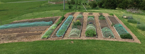 The organic, no-dig garden at A Little Pillow Company