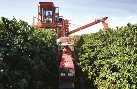 Picking method coffee beans: Mechanical picking