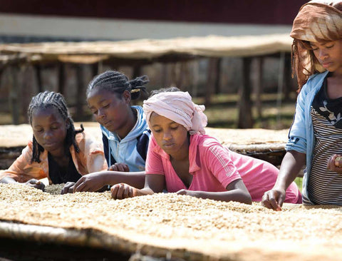 Coffee producing countries Africa