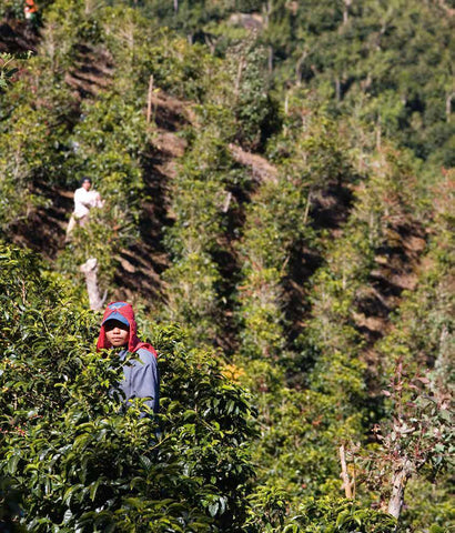 Coffee producing countries Central-America