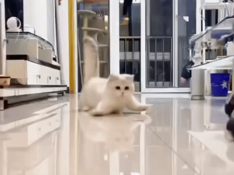 kitten chasing laser