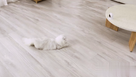 white cat chasing a laser