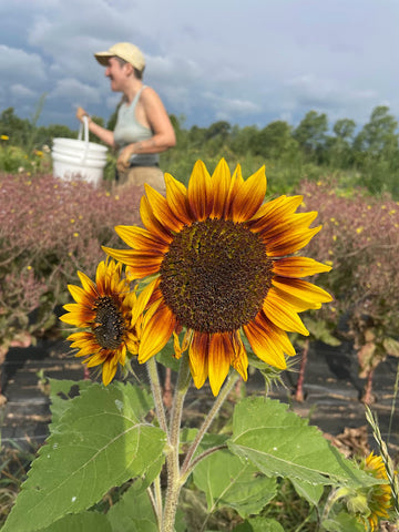 Sunflower with person walking