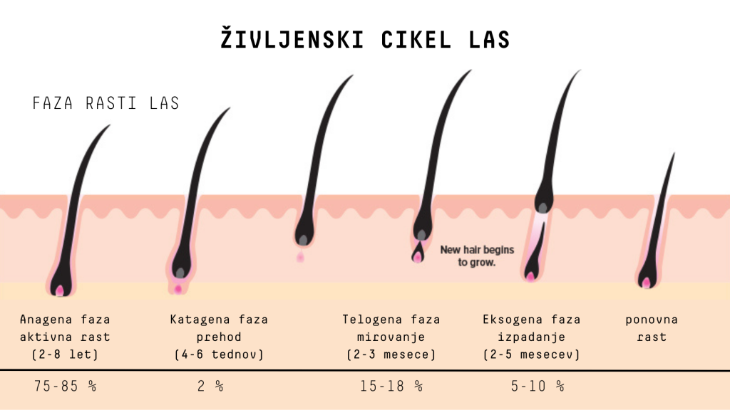 Kako dolgo rastejo lasje