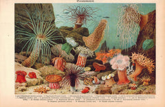 corals under the sea