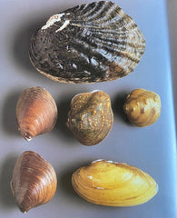 Shells are found in a small water pool, and colorful pearls are collected  after opening mussels 