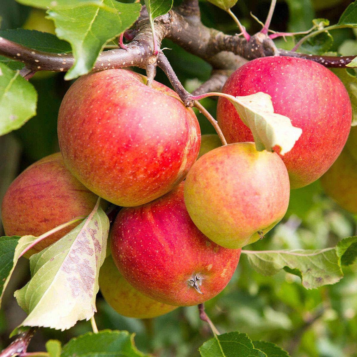 Wangenheimer pflanzen kaufen Frühzwetschge - und Pflaumenbaum