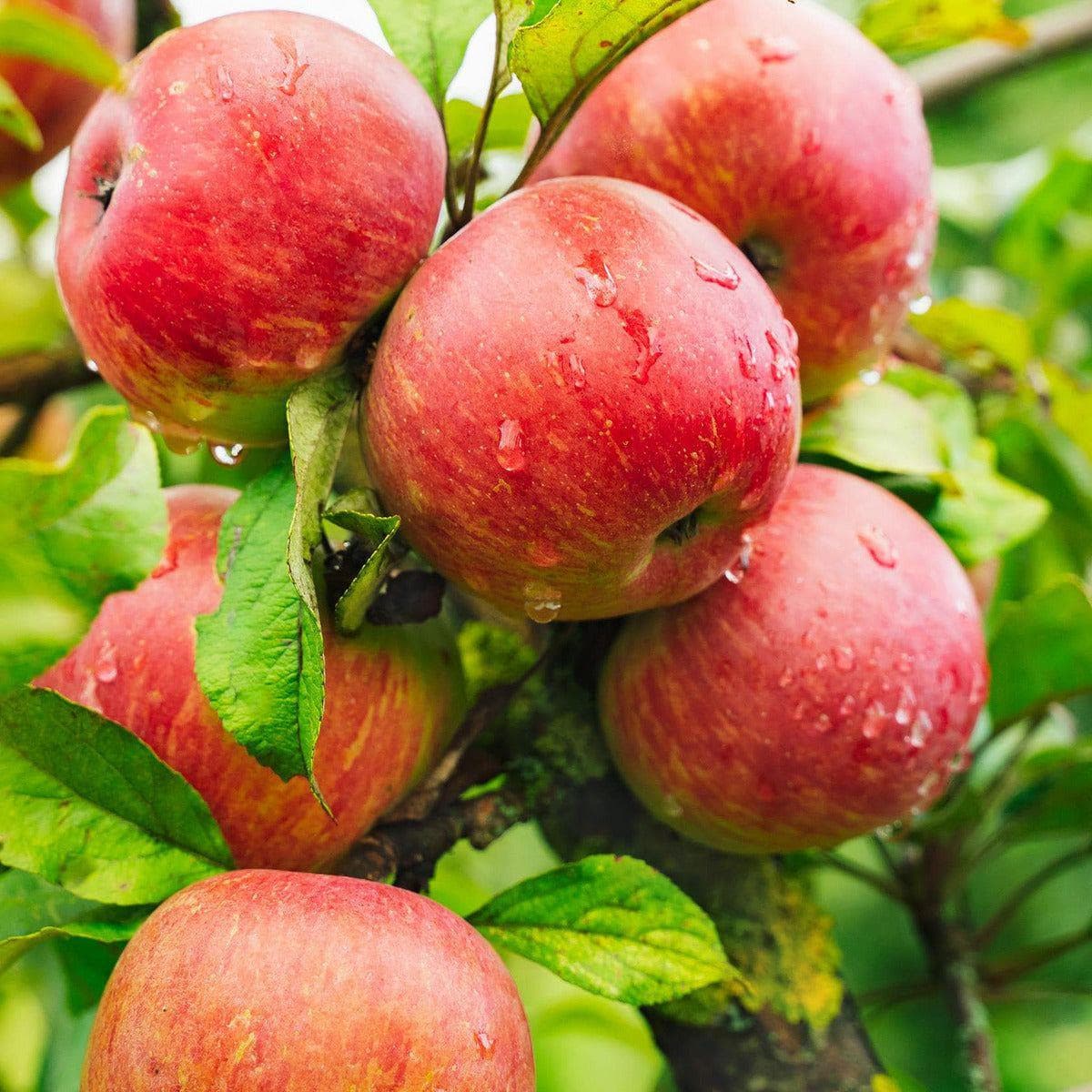 Apfelbaum - Dülmener Herbstrosenapfel kaufen und pflanzen