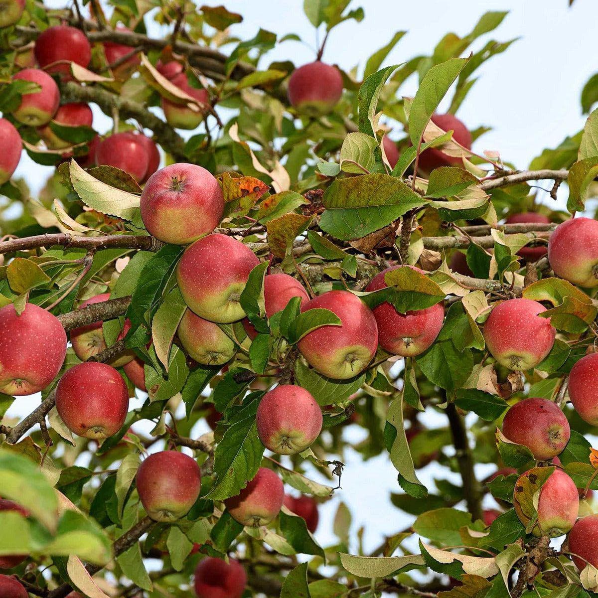 Apfelbaum - pflanzen Dülmener und Herbstrosenapfel kaufen