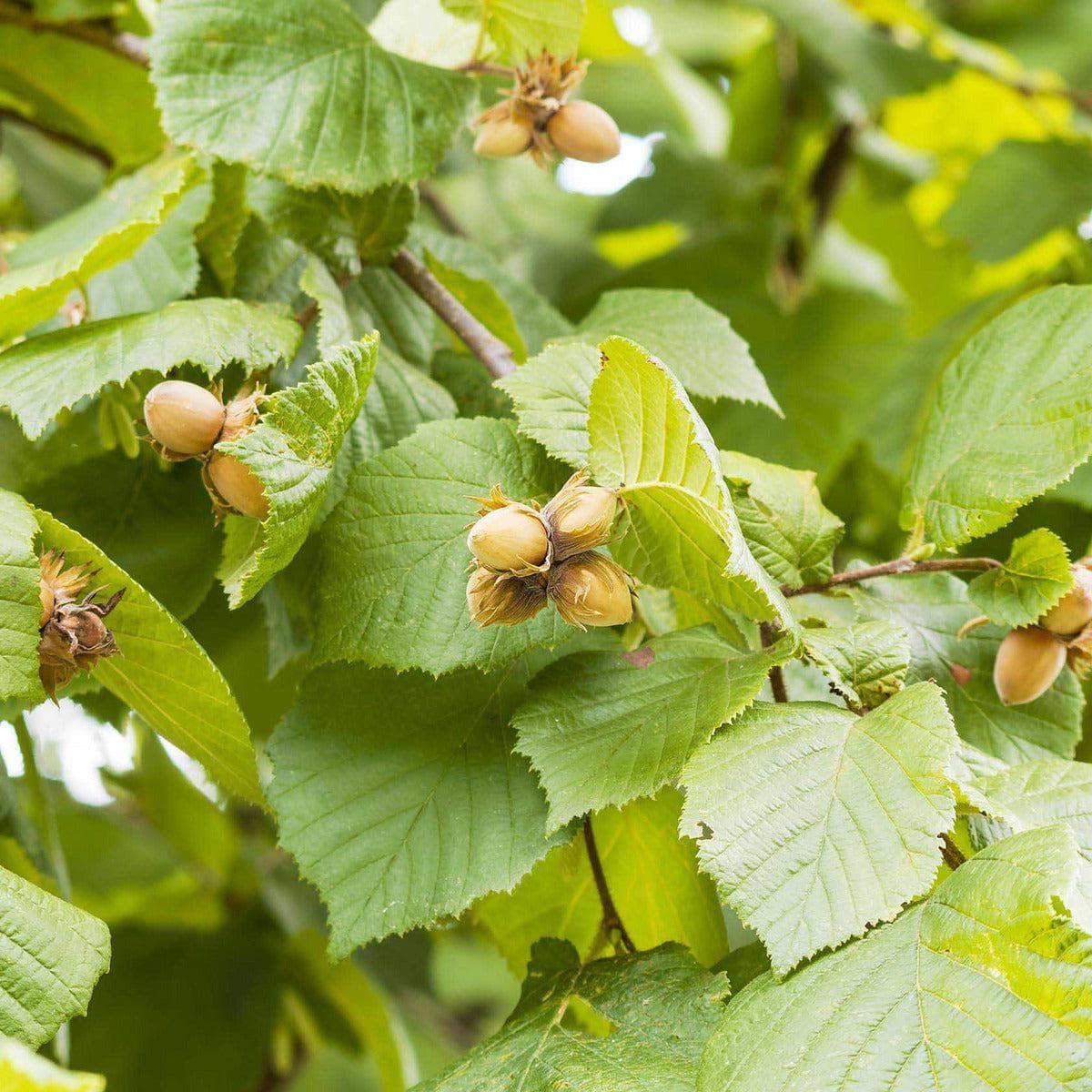 Haselnussbaum - Rote Zellernuss kaufen und pflanzen