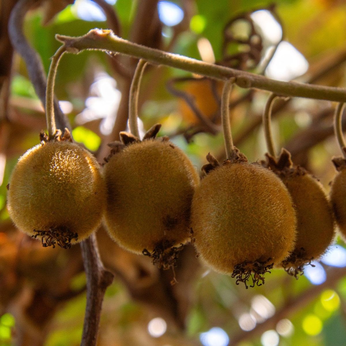 Kiwipflanze - Golden Kiwi & Atlas Bestäuberset kaufen und pflanzen