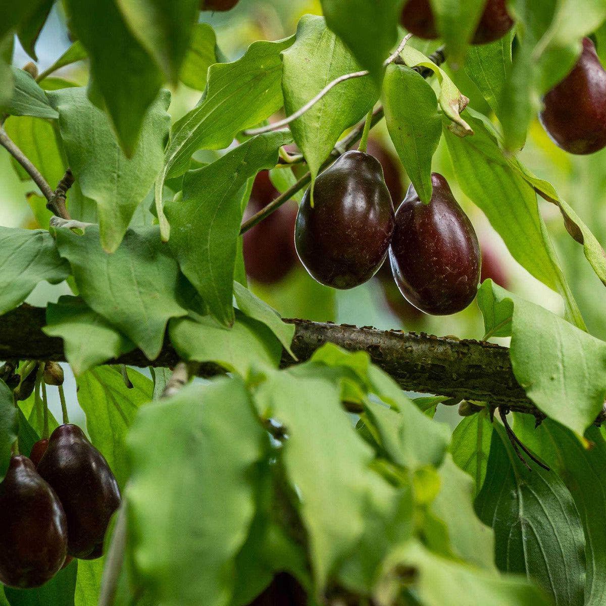 Süßkirschbaum - Schneiders Späte Knorpelkirsche