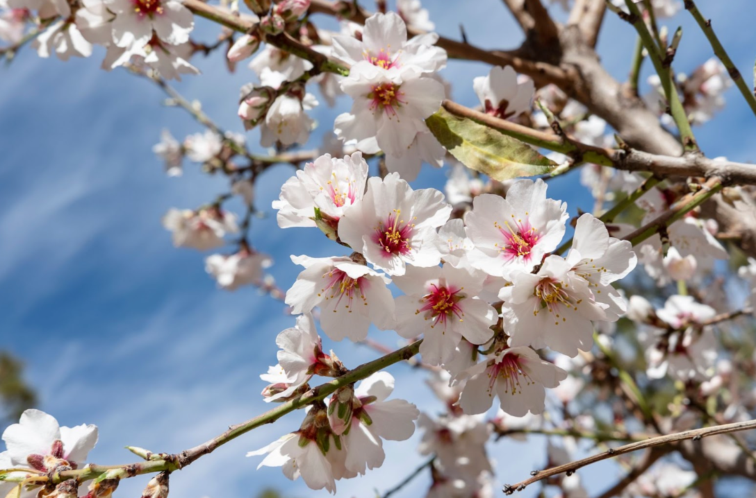 Mandelbäume in voller Blüte