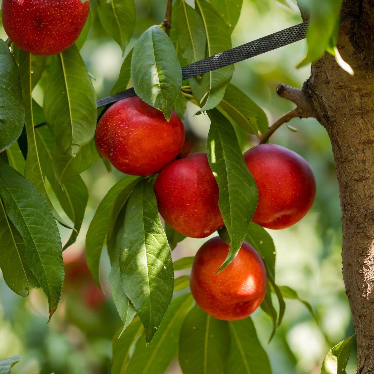 Pfirsichbaum - Tellerpfirsich kaufen und pflanzen