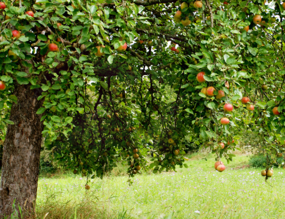 Obstbäume online kaufen und einpflanzen