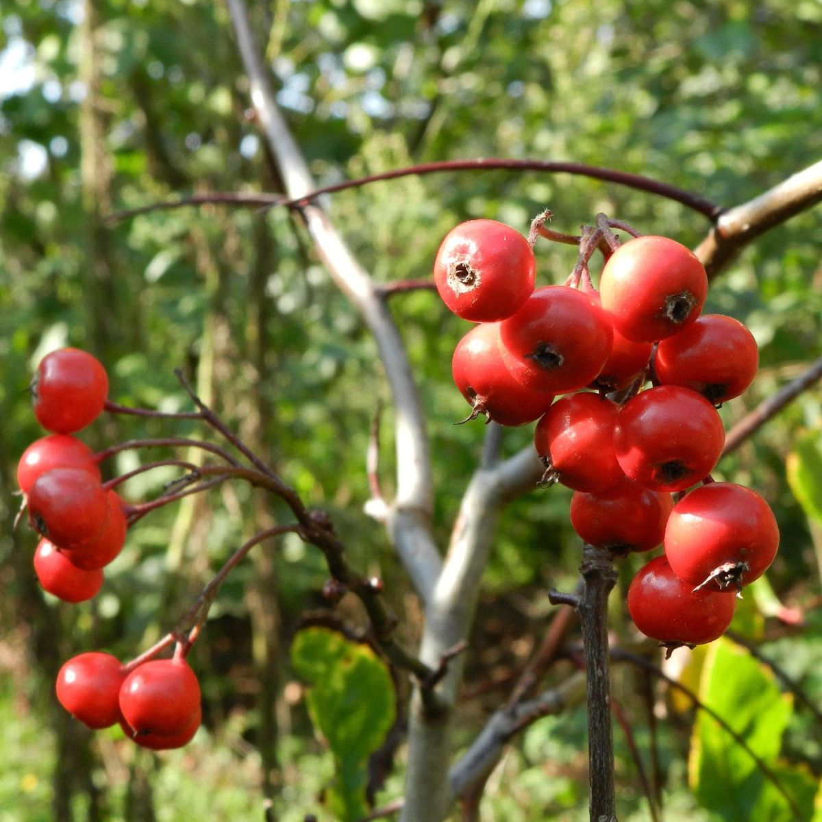 Mehlbeere-Birnbaum Kreuzung - Rubinovaja kaufen und pflanzen