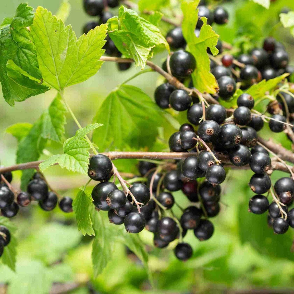 Rote Johannisbeerstrauch - Jonkheer van Tets kaufen und pflanzen