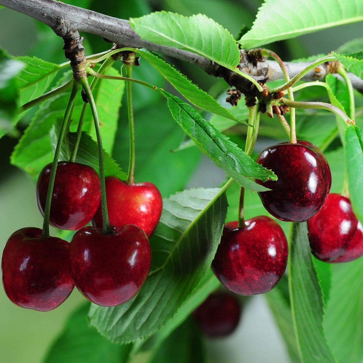 Süßkirschbaum - Schneiders Späte Knorpelkirsche