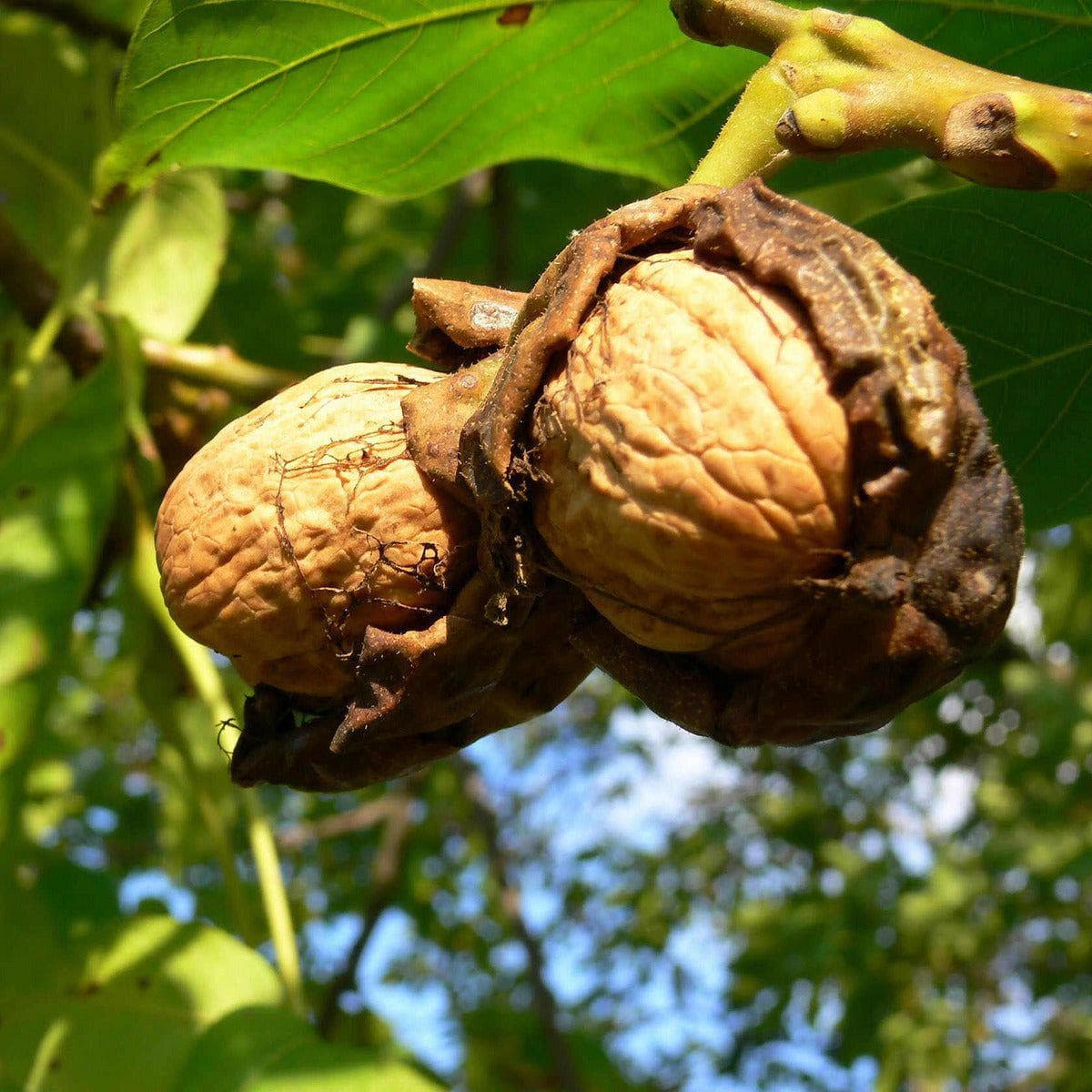 Kleinbleibender Walnussbaum - Europa - ackerbaum product image