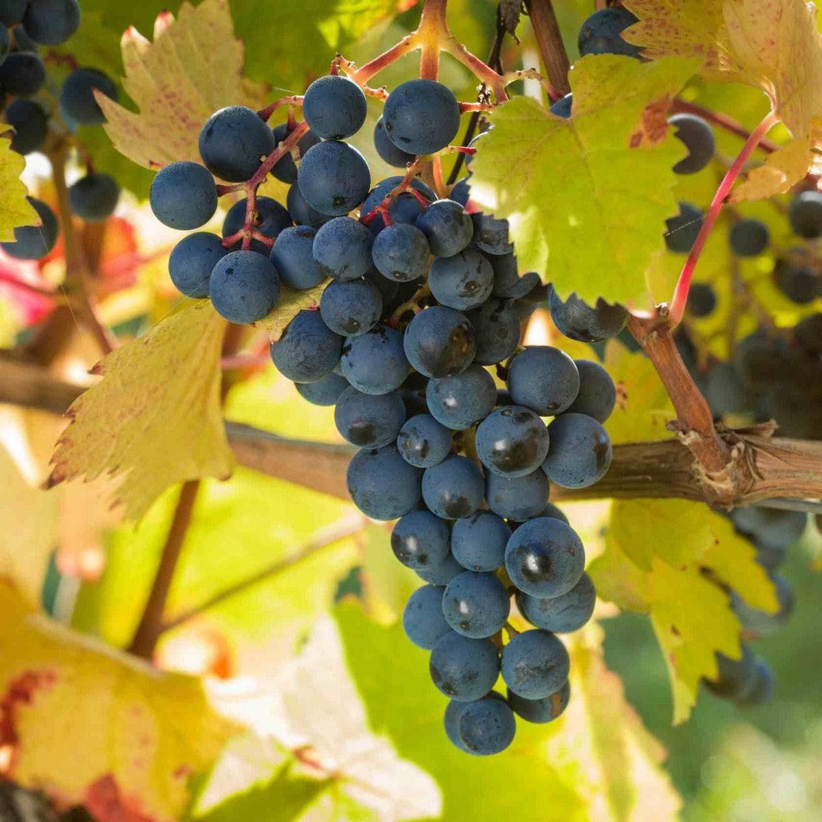 und - Phönix pflanzen kaufen Weinrebe