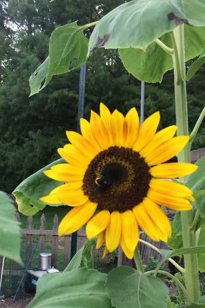 honey bee on sunflower