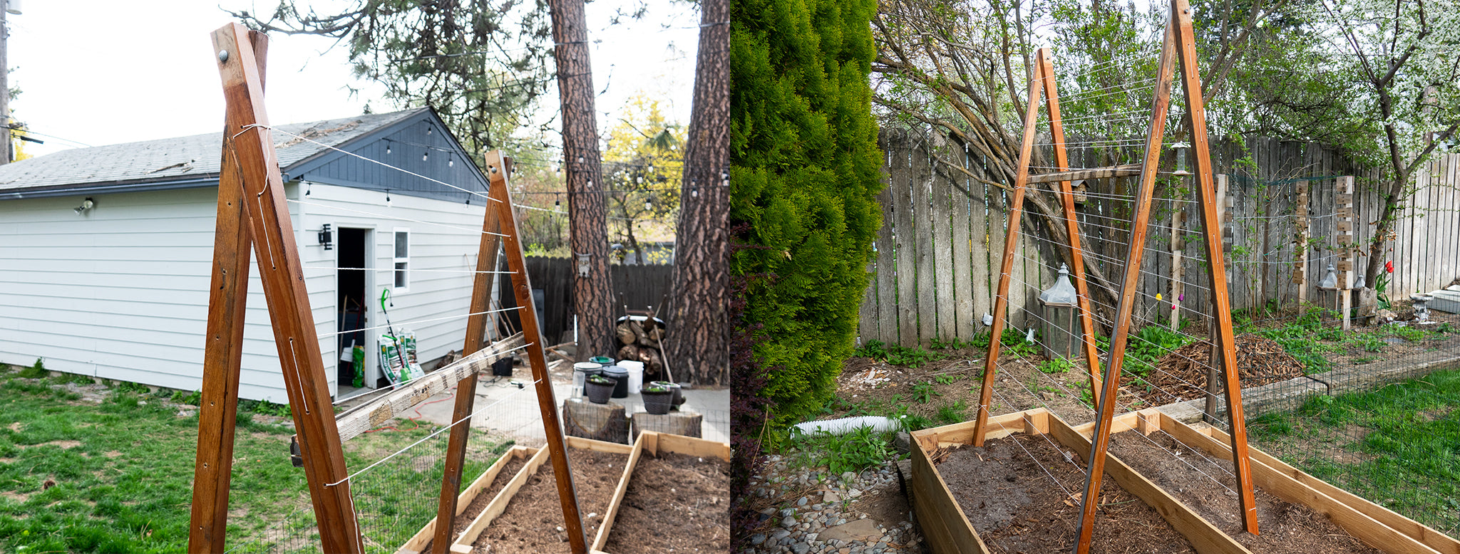 Beginning the sweet pea trellis grid