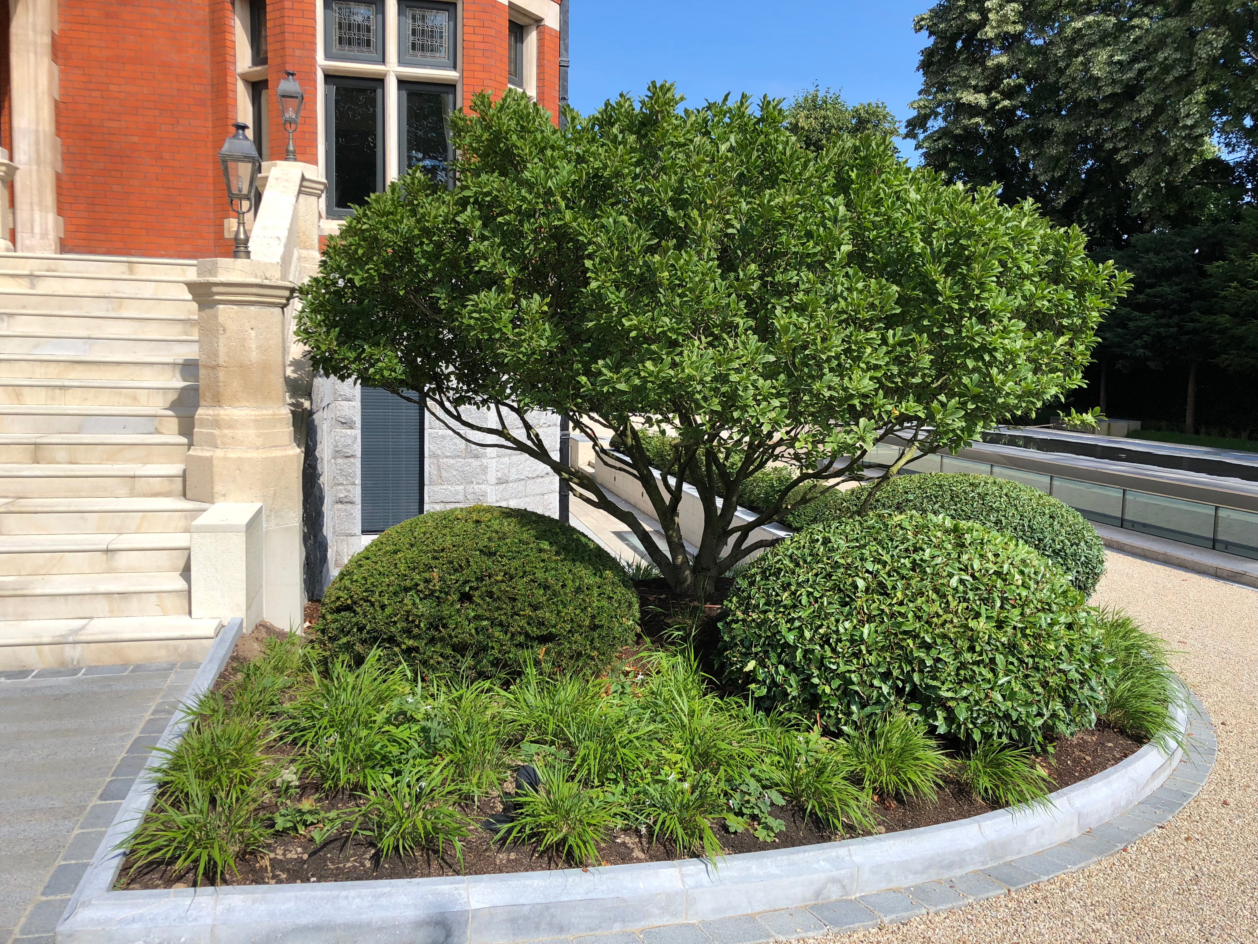 osmanthus burkwodii specimen tree