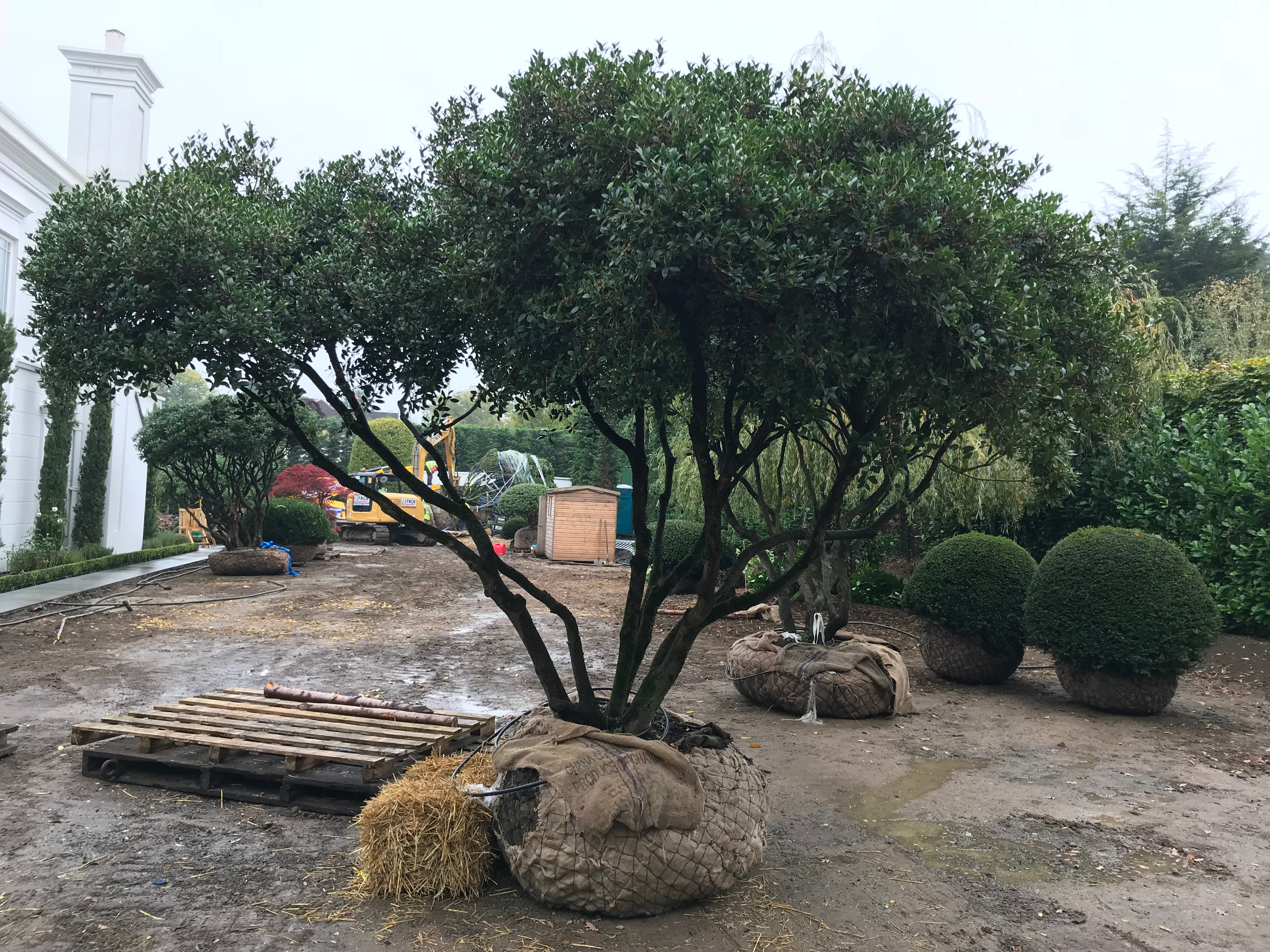 planting mature osmanthus tree