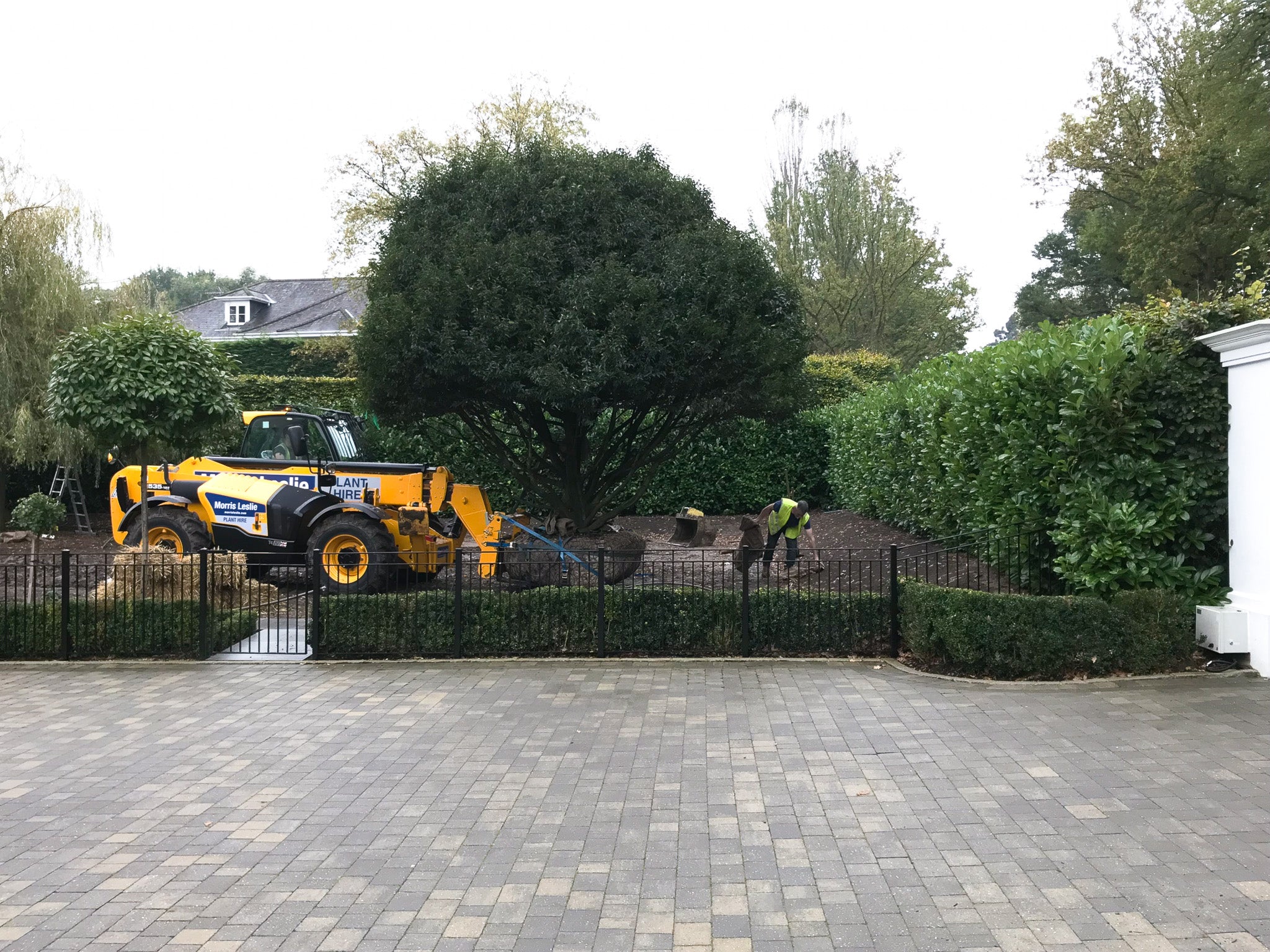 planting large trees