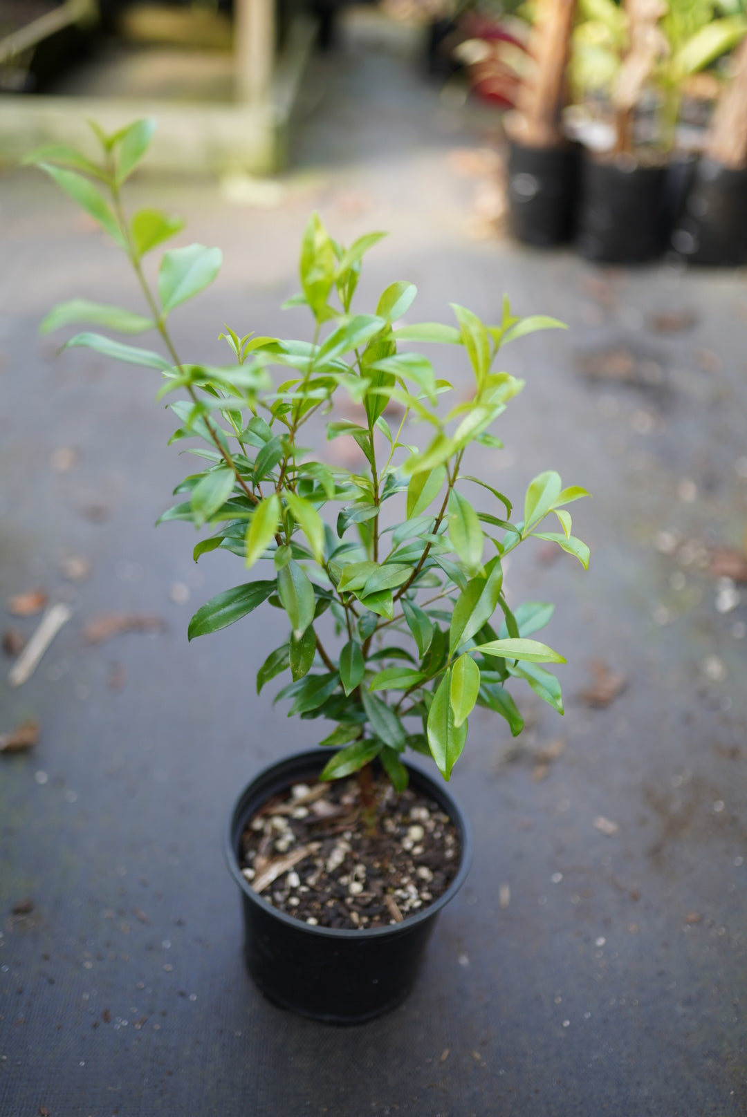 Ice-cream-bean (Inga edulis) – flyingdragonnursery