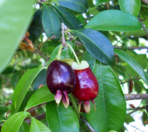 Ice-cream-bean (Inga edulis) – flyingdragonnursery