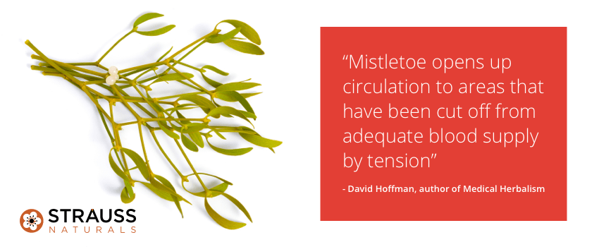 European Mistletoe Leaf Overview