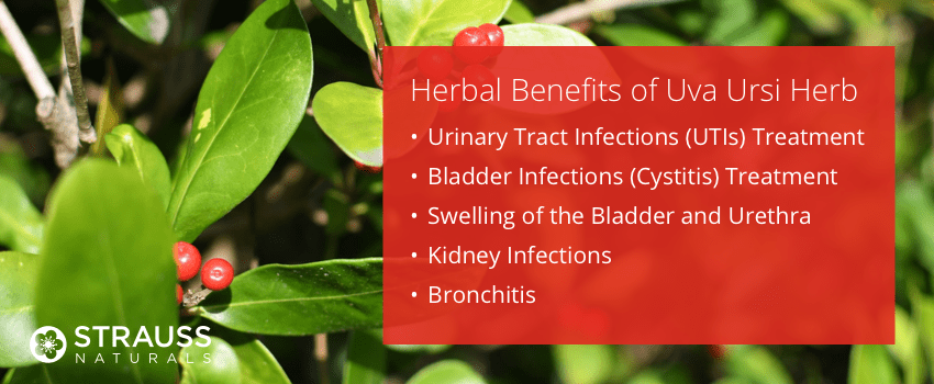 Herbal Benefits of Uva Ursi Leaf