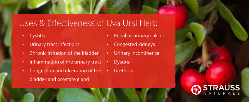 Uses & Effectiveness of Uva Ursi Herb