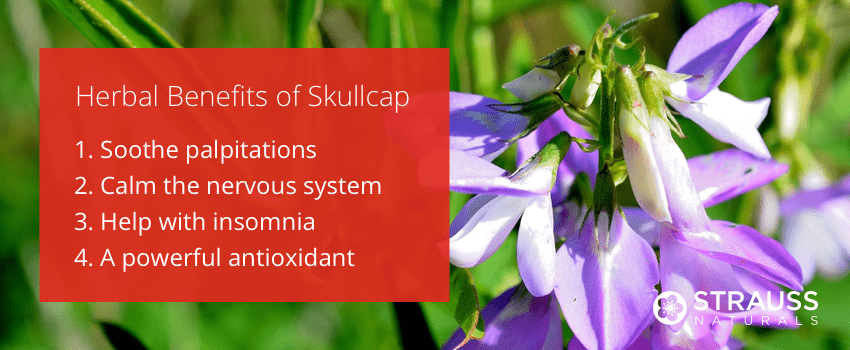 Herbal Benefits of Skullcap 