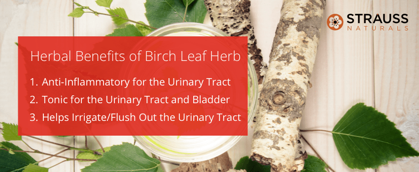 Herbal Benefits of Birch Leaf 