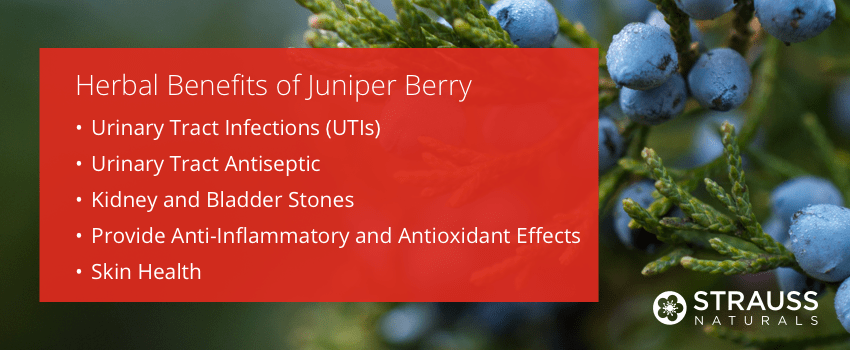 Herbal Benefits of Juniper Berry