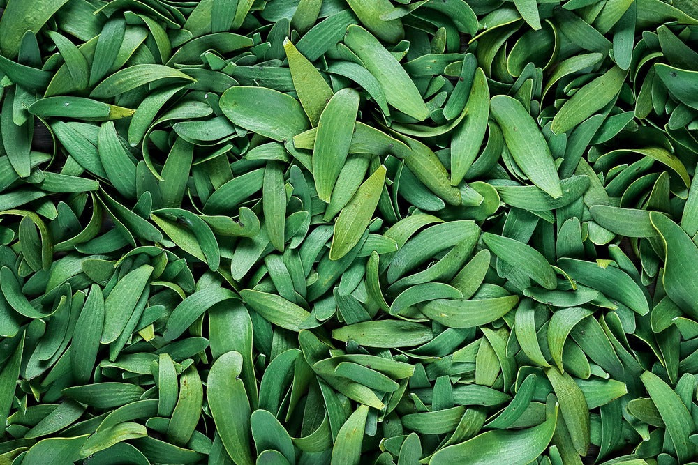 European Mistletoe Leaf Overview