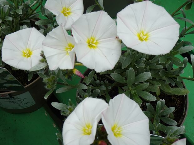 Convolvulus cneorum